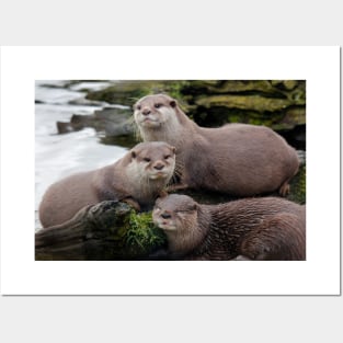 Asian short clawed otter Posters and Art